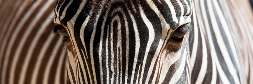 Aposte na Zebra | O que é a Zebra nas Apostas e Como Ganhar Apostando Nela